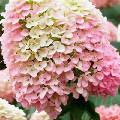 Низкорослые (карликовые) в Барановичах