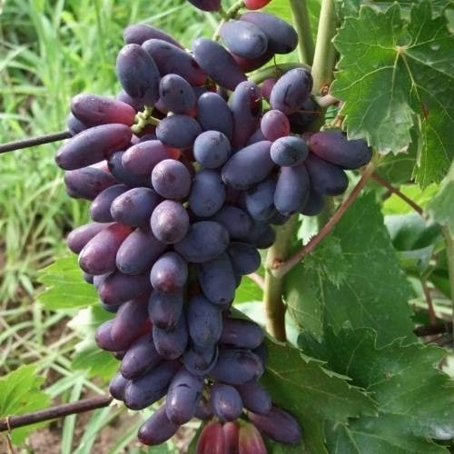 Виноград КИШМИШ ЯСЯ в Барановичах