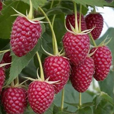 Высокая в Барановичах