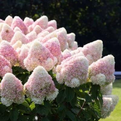 Бело-розовая в Барановичах