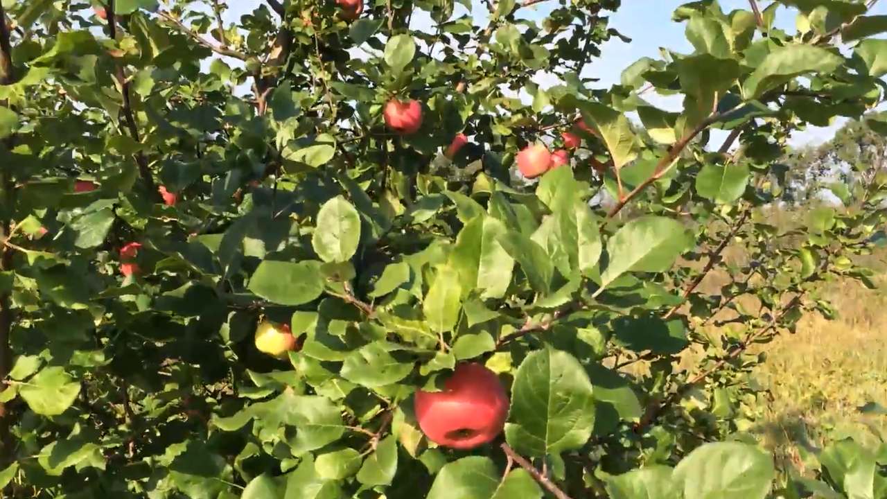 Превью видео