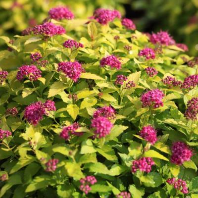 Японская в Барановичах