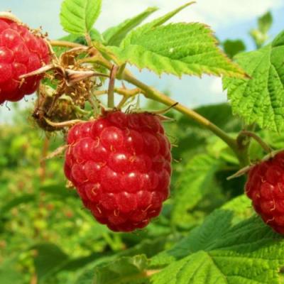 Бесшипная в Барановичах