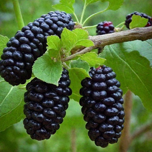 Шелковица плакучая в Барановичах