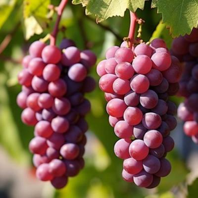 Фиолетовый в Барановичах