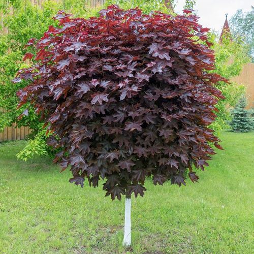 Клен красный в Барановичах