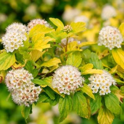 Желтый в Барановичах