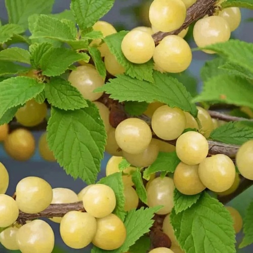 Вишня СНЕВИТ войлочная в Барановичах