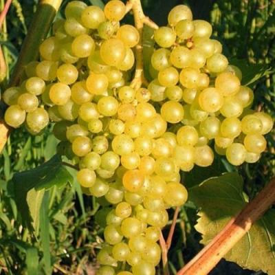 Желтый в Барановичах