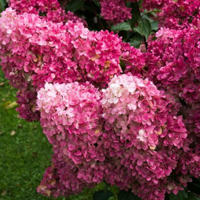 Фрайз в Барановичах