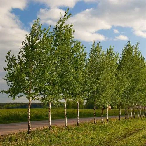 Береза обыкновенная в Барановичах