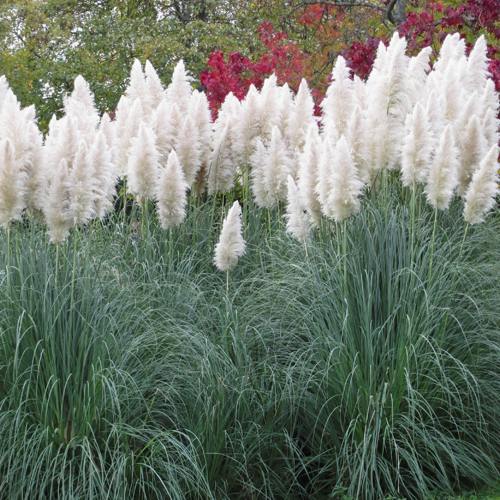 Кортадерия белая (пампасная трава) в Барановичах