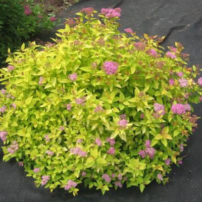 Голден в Барановичах