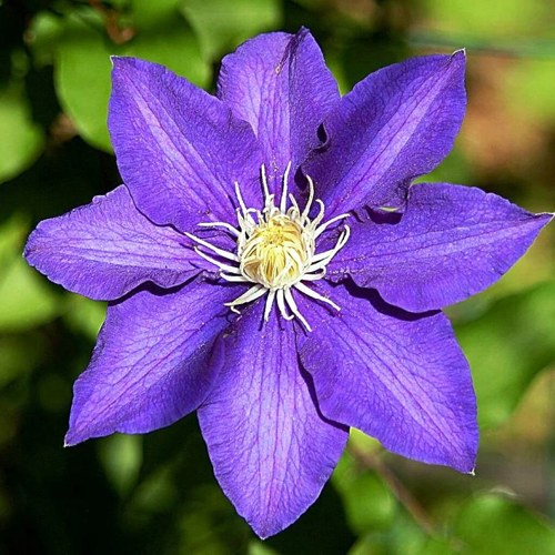 Клематис ЗЕ ПРЕЗИДЕНТ в Барановичах