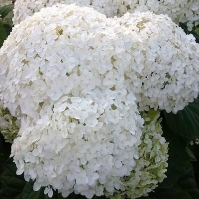 Белая в Барановичах