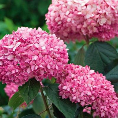 Розовая в Барановичах