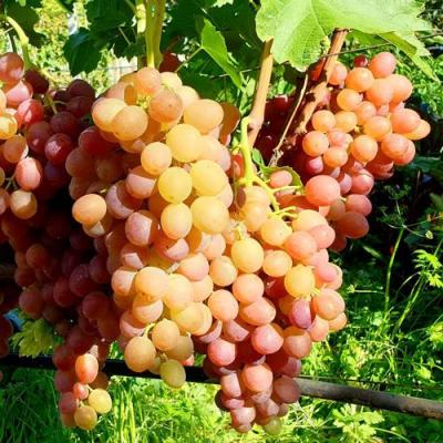 Сладкий в Барановичах