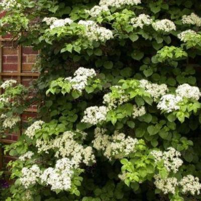 Черешковая в Барановичах