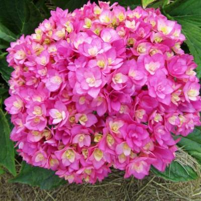 Ремонтантная в Барановичах