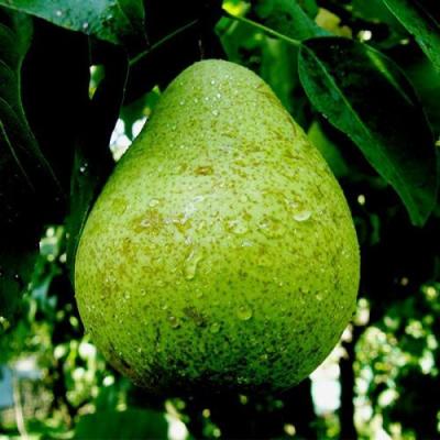 Зеленая в Барановичах