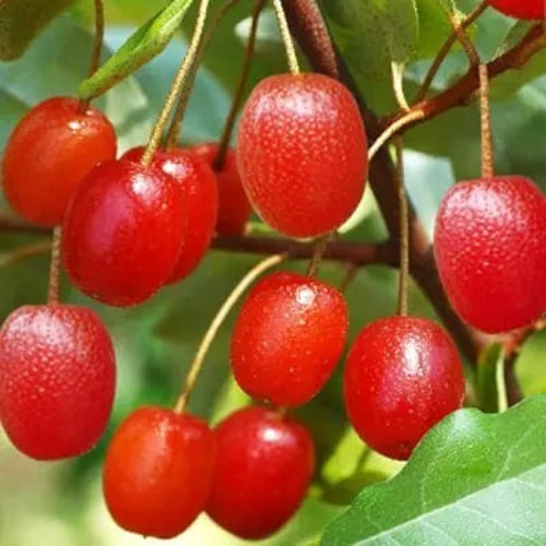 Гуми ТАИСА (ЛОХ МНОГОЦВЕТКОВЫЙ) в Барановичах