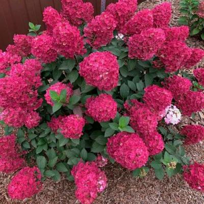 Красная в Барановичах