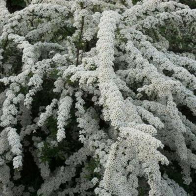 Серая в Барановичах