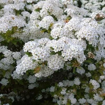 Белая в Барановичах