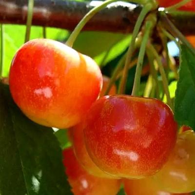 Черешня в Барановичах