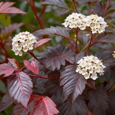 Бордовый в Барановичах