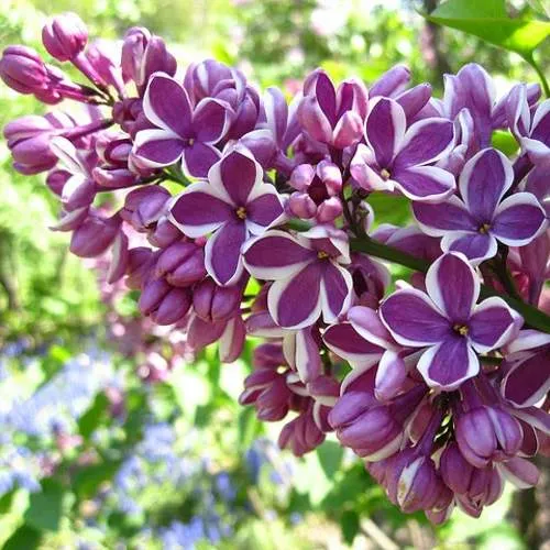 Сирень СЕНСАЦИЯ (привитая) в Барановичах