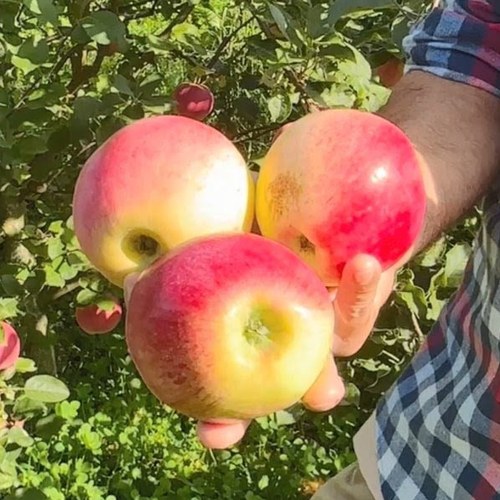 Яблоня КУЛИКОВСКОЕ в Барановичах