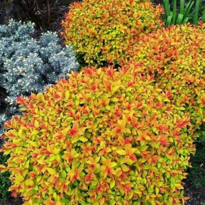 Низкорослая в Барановичах