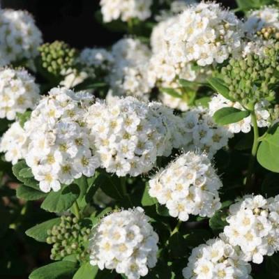 Березолистная в Барановичах