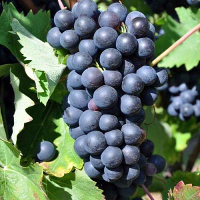 Круглый в Барановичах