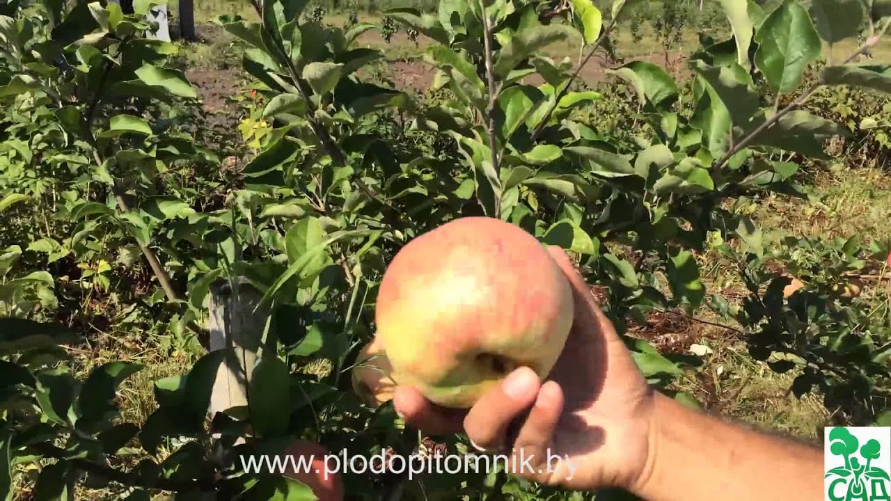 Превью видео