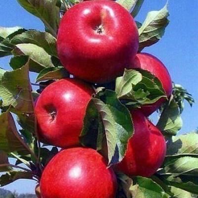 Колонновидные яблони в Барановичах
