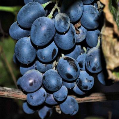 Синий в Барановичах