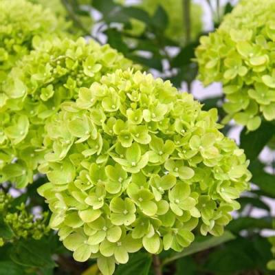 Зеленая в Барановичах