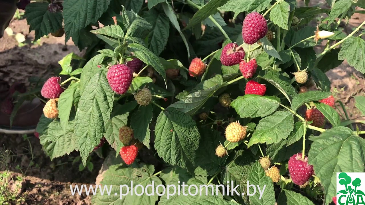 Превью видео