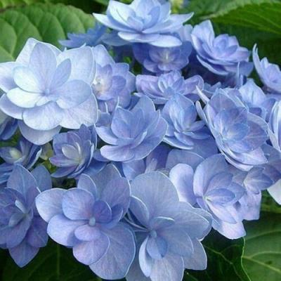 Голубая в Барановичах