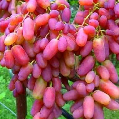 виноград юлиан