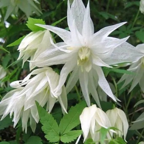 Княжик АЛЬБИНА ПЛЕНА белый махровый в Барановичах