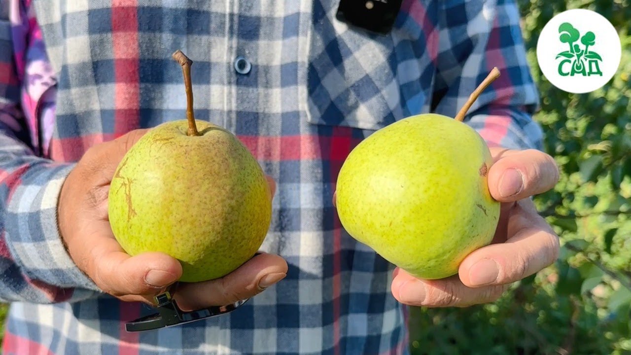 Превью видео