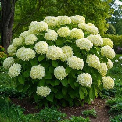 Большие (высокие) в Барановичах