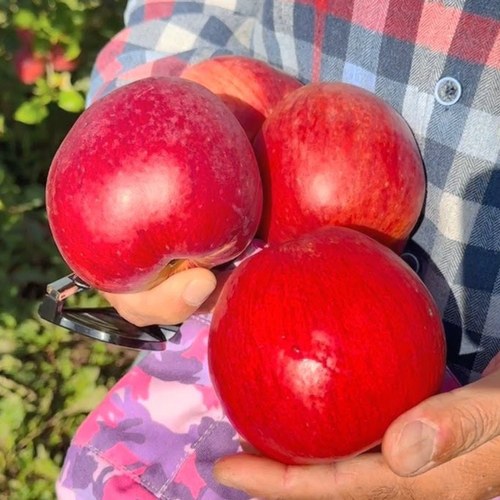Яблоня ПАМЯТЬ СЮБАРОВОЙ в Барановичах