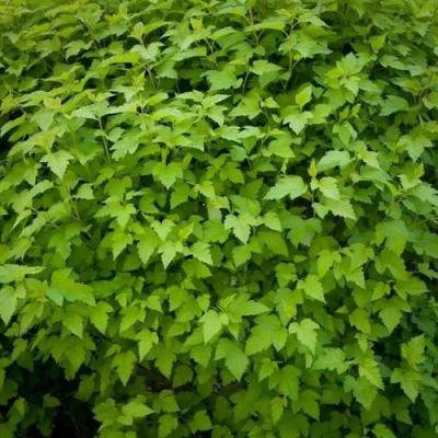 Зеленый в Барановичах