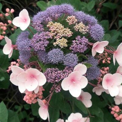 Шершавая в Барановичах