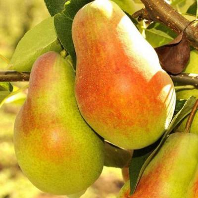 Красавица в Барановичах