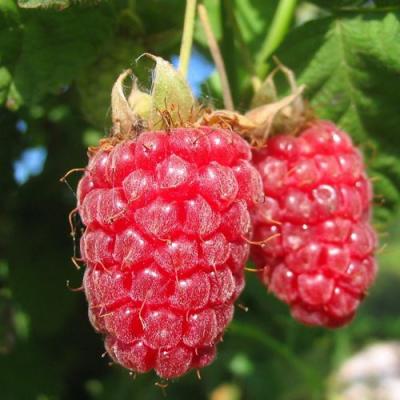 Крупная в Барановичах